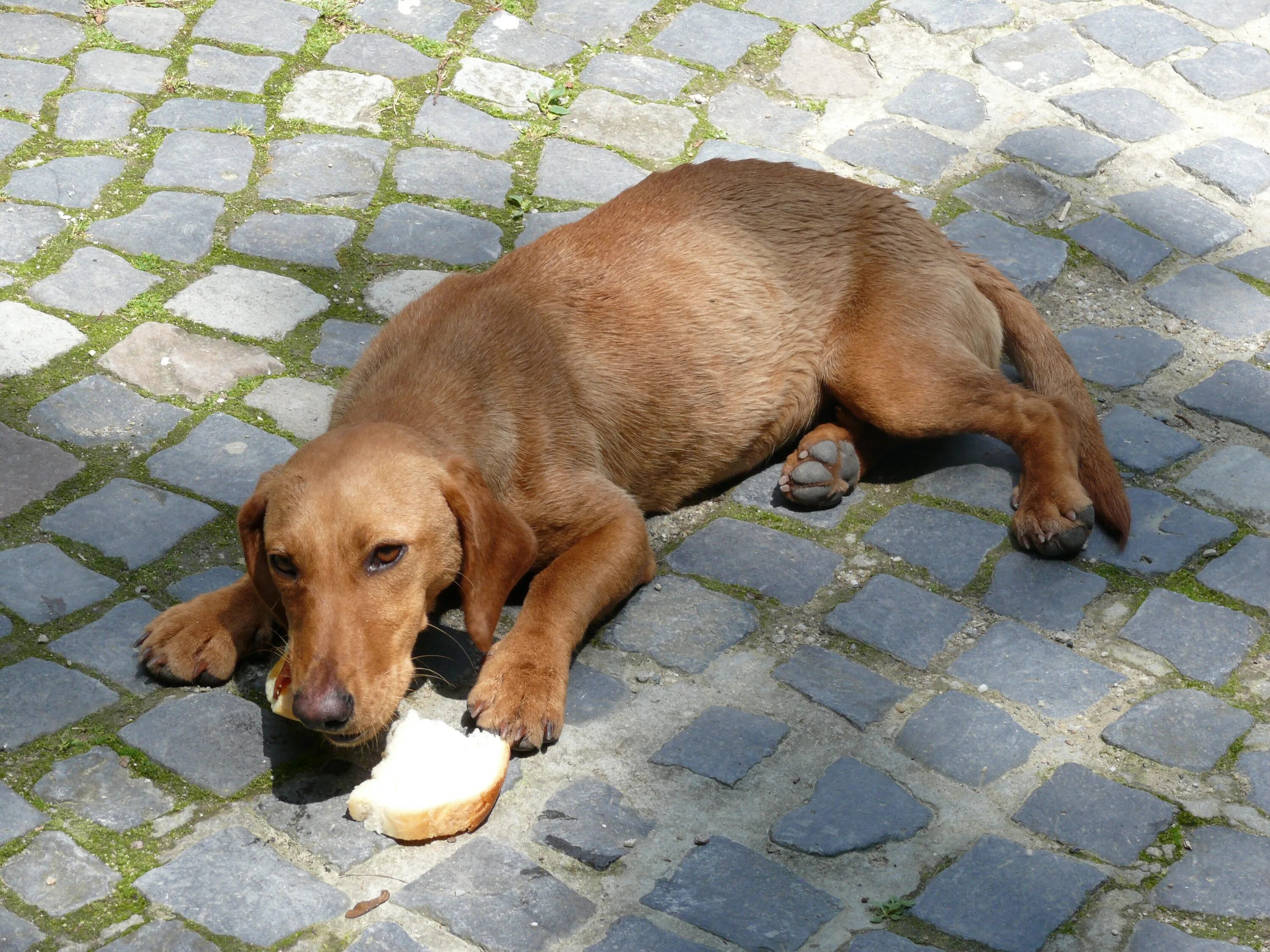 Hungry animals. Уличные собаки. Голодная такса. Уличная голодная собачка.