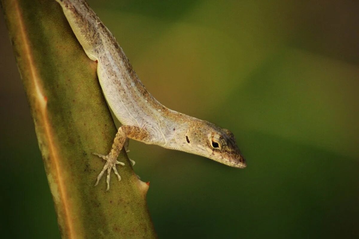 Варан саламандра геккон. Salamander Lizard. Геккон,сцинк,игуана. Зеленый сцинк ящерица.