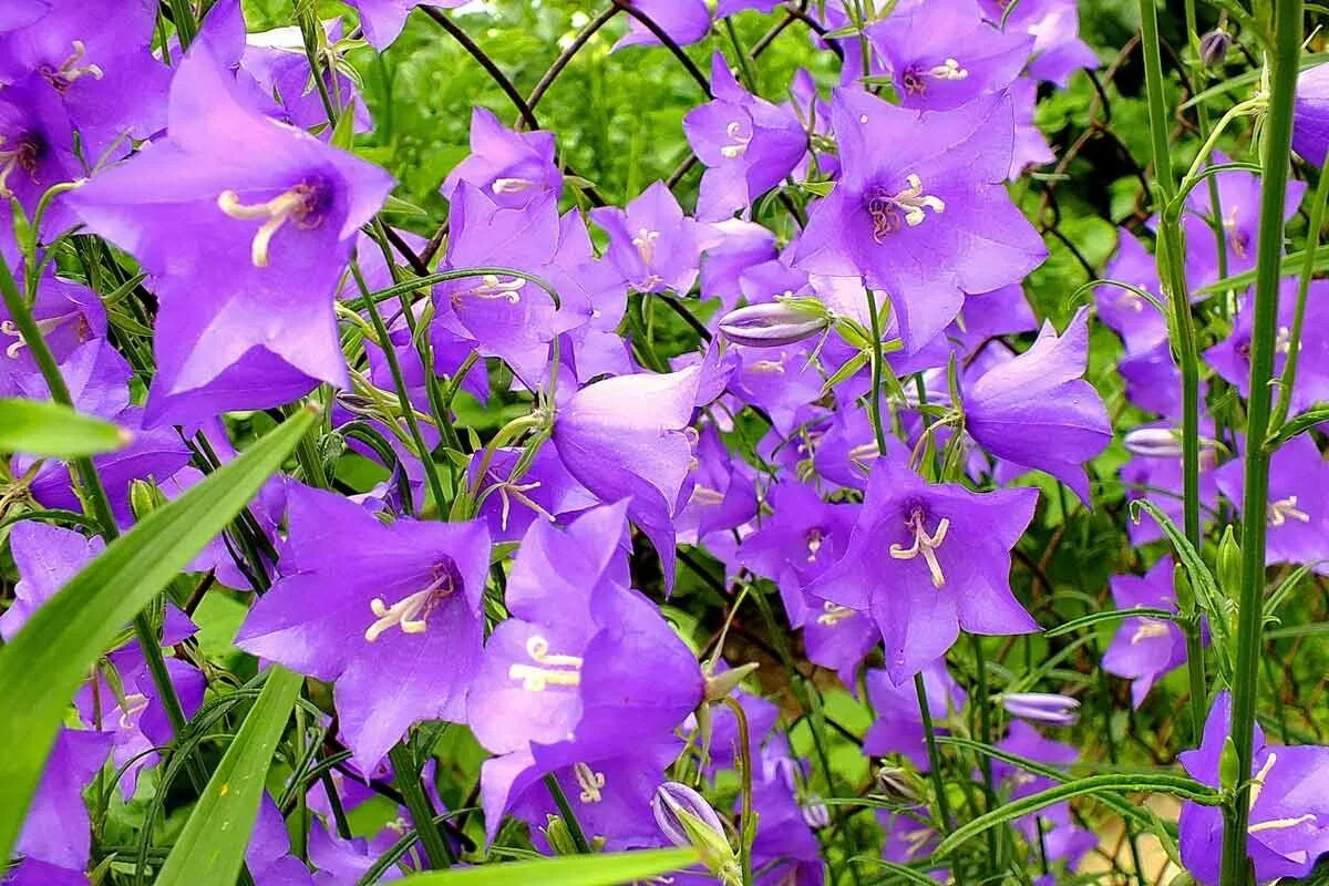 Кампанула campanula. Колокольчик кампанула красный. Колокольчик сиреневый узколистный. Голубые колокольчики кампанула. Кампанула синий колокольчик.
