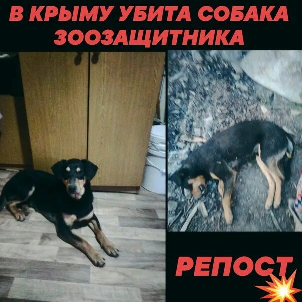 Сколько собак погибло