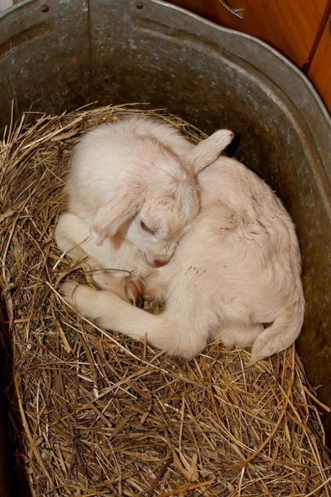 Новорождённые козлята. Вскармливание козлят. Кормежка козлят. Ягненок 1 месяц. Чем кормят домашних коз