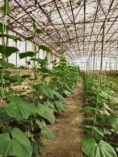 Шейла Лавоның фотосуреттері