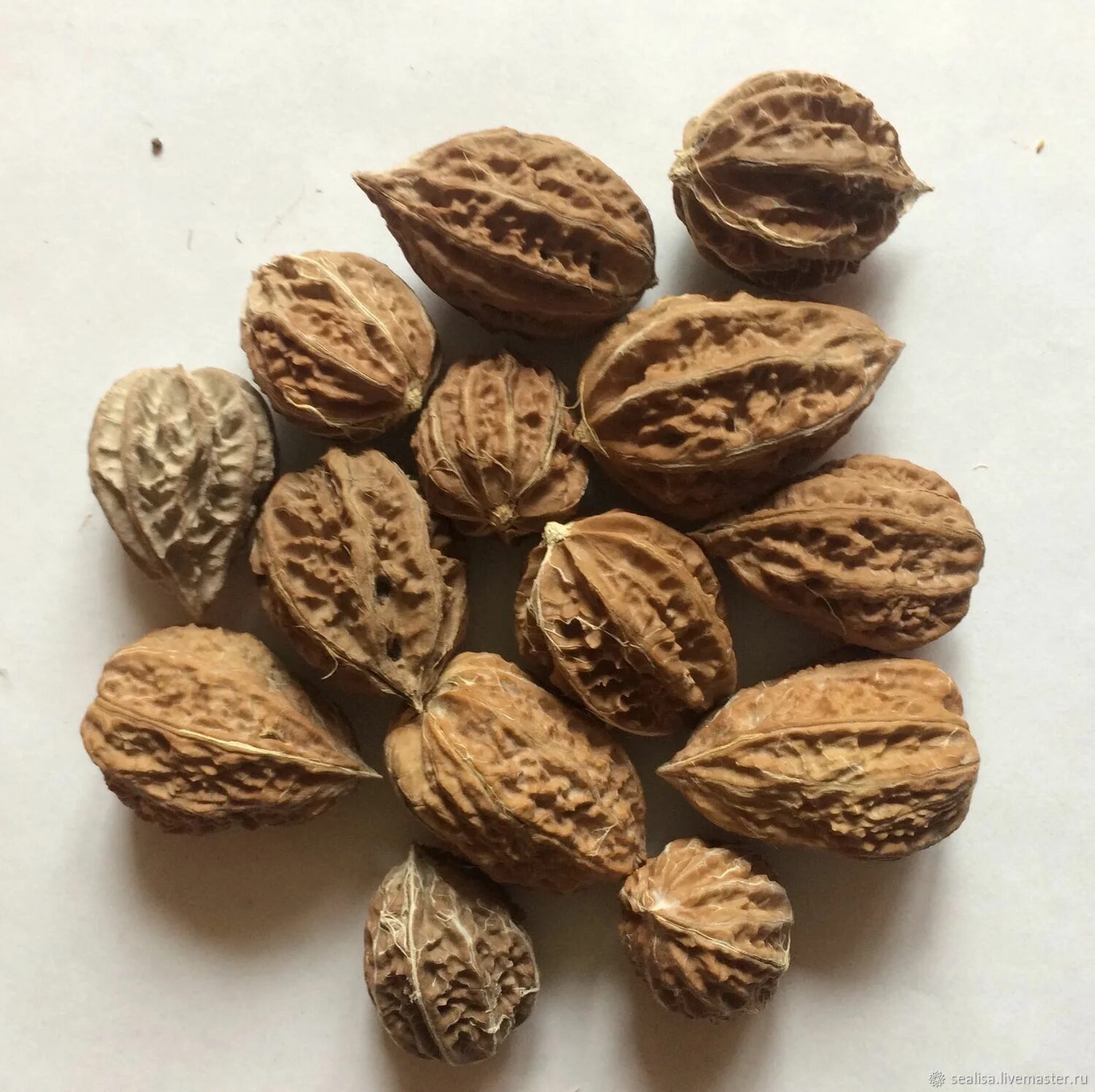 орехи маньчжурского ореха применение. орех маньчжурский пекан. даурский орех. орех маньчжурский мультиштамб. ужурский орех.