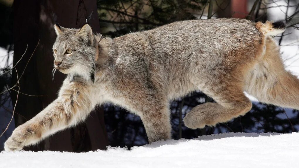 Snowshoe Lynx. Канадская рысь бурый медведь