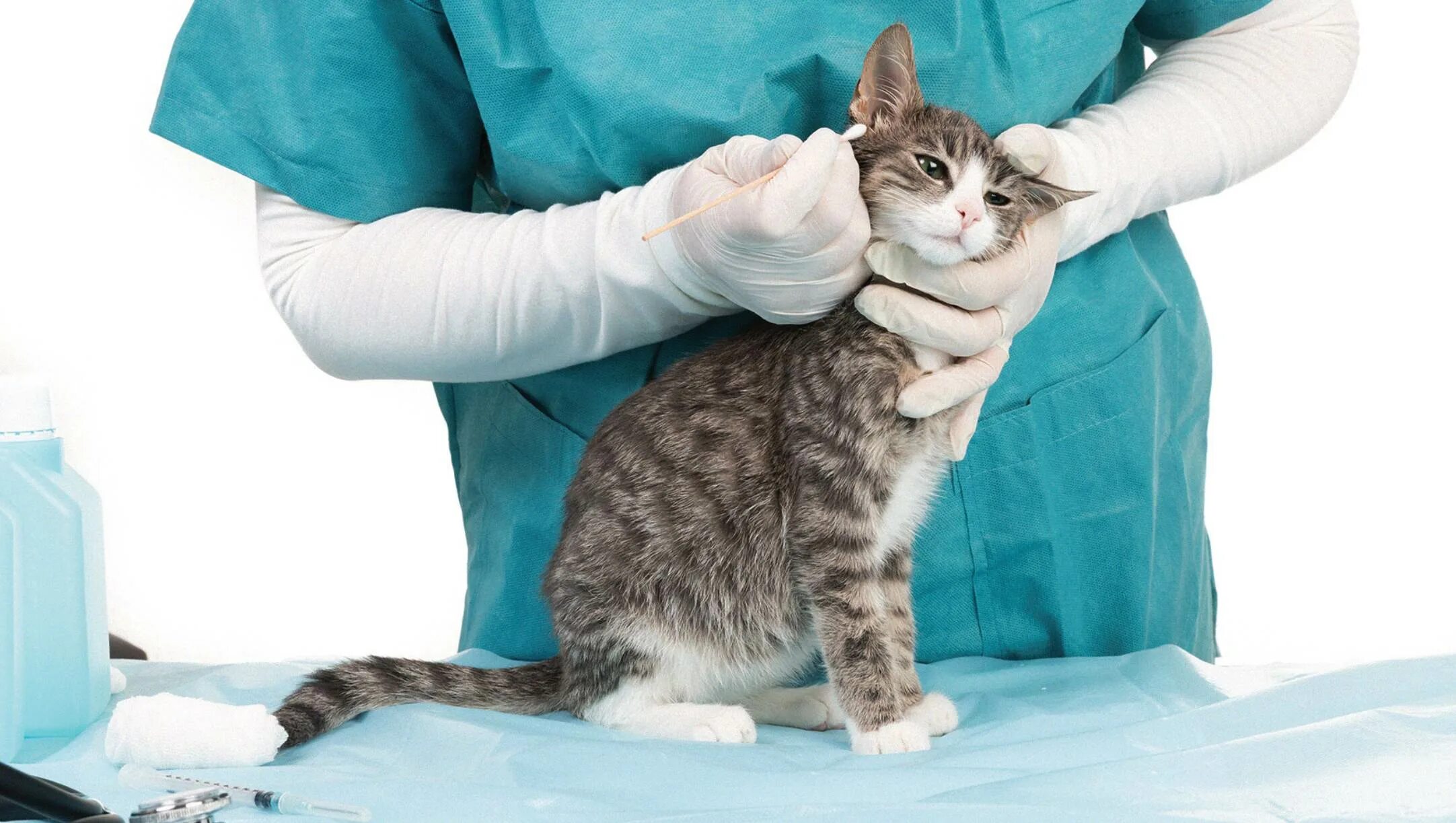 Болезни кошек купить. Ветеринар с кошкой. Котенок у ветеринара. Профилактика болезней кошек.