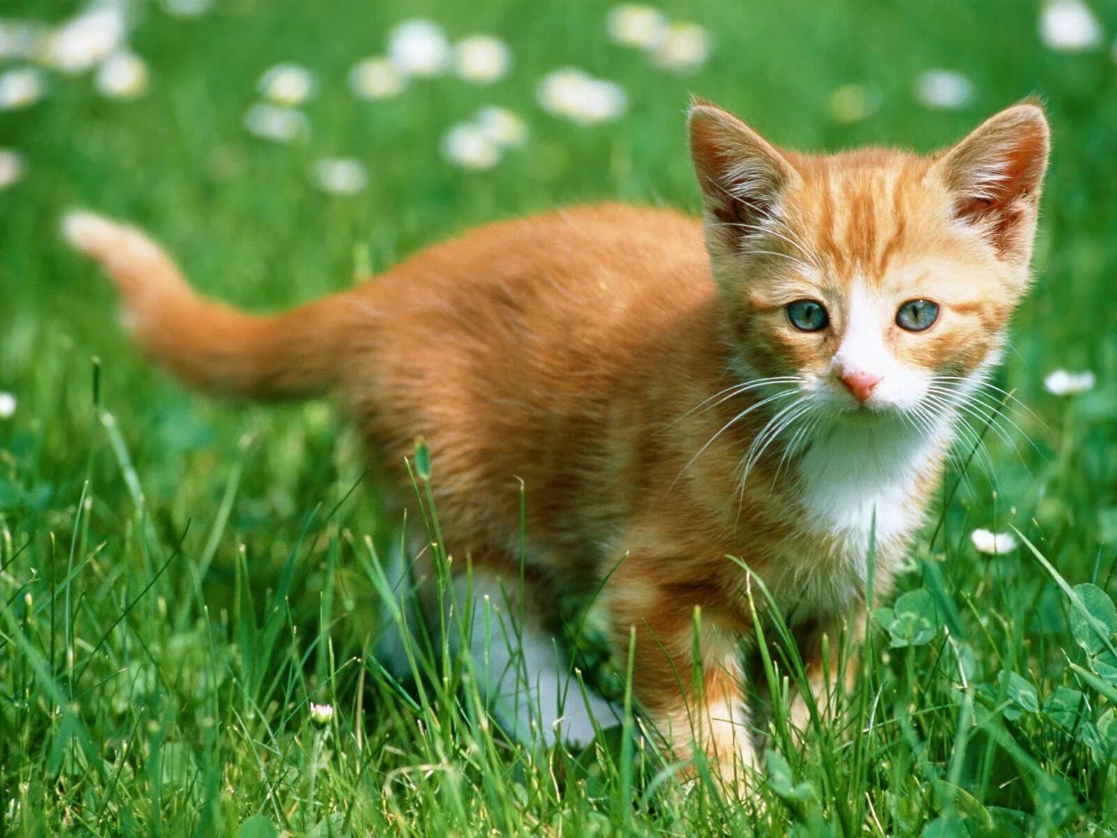 Котики фотки котиков. Беспородные рыжие котята. Беспородный рыжий кот. Рыжий котёнок. Котенок Рыжик.