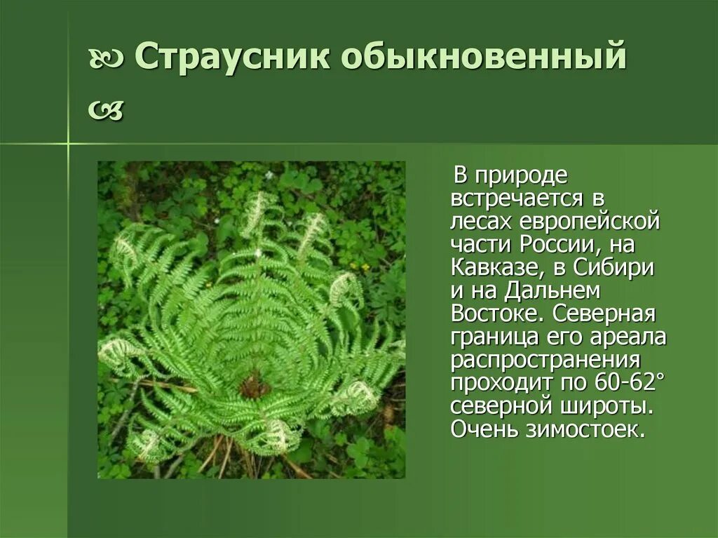 Какой тип питания характерен для орляка. Орляк страусник Щитовник. Папоротник страусник. Страусник обыкновенный спорофиллы. Страусник красная книга.