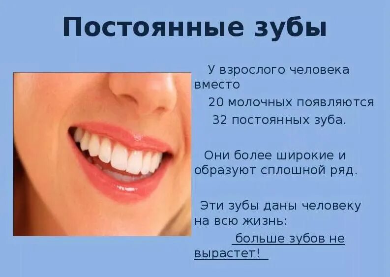 Французский скоро к зубам приберу. Сколько зубов у челолвек. У взрослого человека зубов. Сколько зубов у человека взрослого. Постоянные зубы человека.