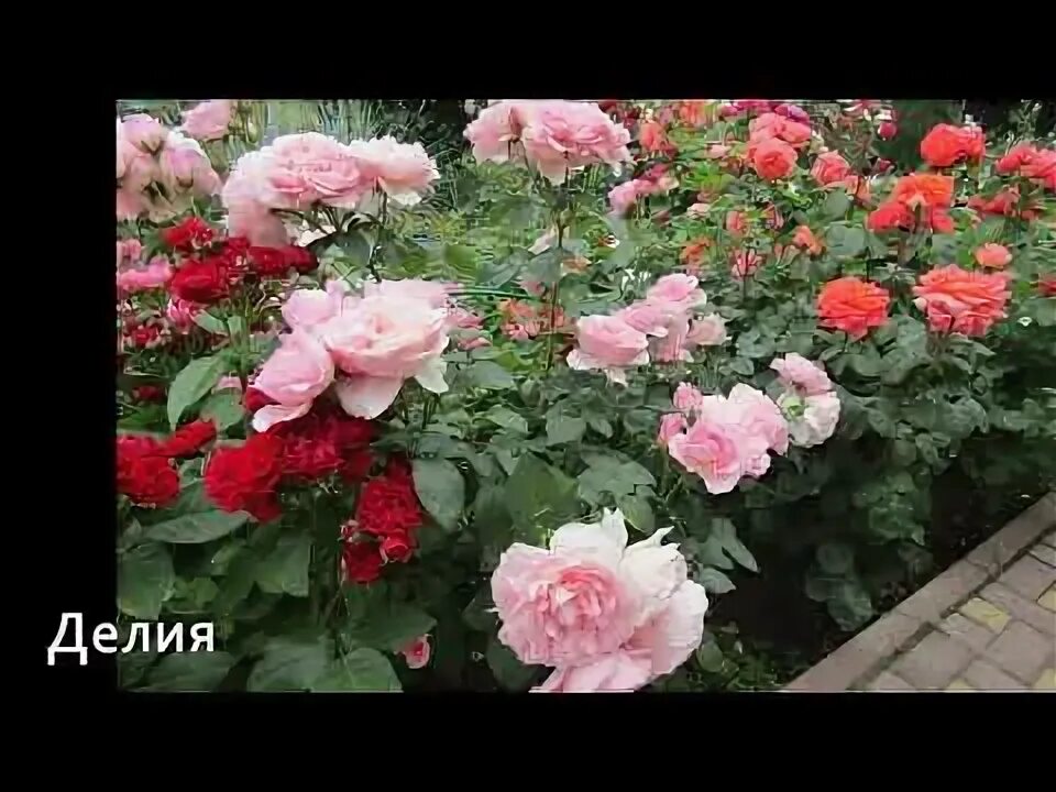 Мой Розовый Сад 2020г. Роза Делиа (Delia) - шраб. - YouTube