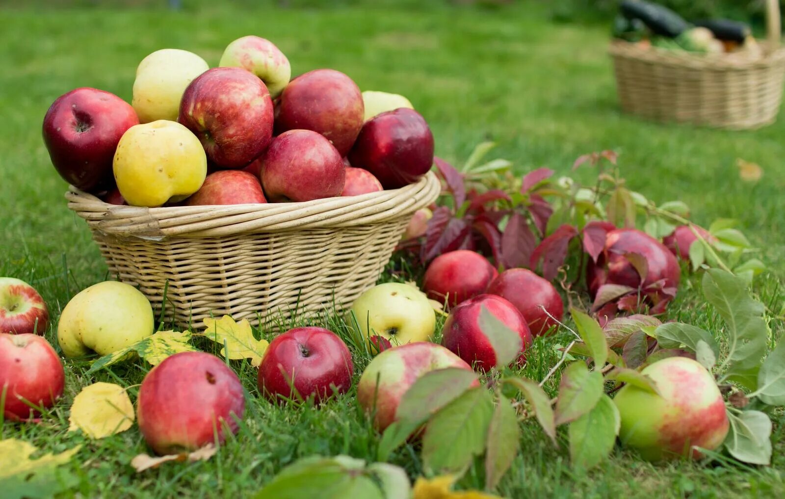 Урожай яблок. Яблоки в саду. Корзины с яблоками. Красивое яблоко.