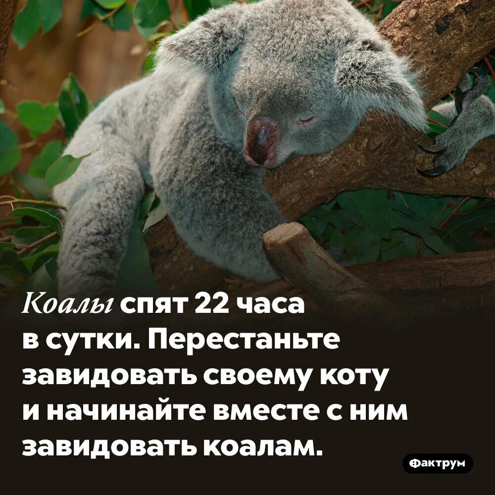 Факты о коалах. Коала интересные факты. Коалы спят 22 часа в сутки!. Интересные факты о куалах.