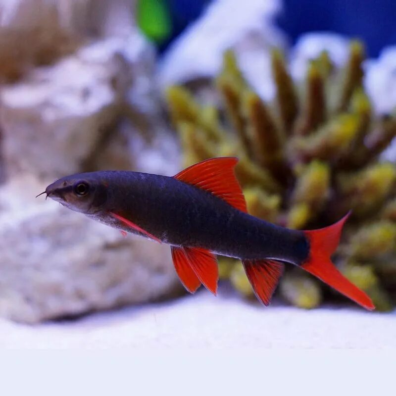 Маленький красный хвост. Лабео таиландский (френатус). Лабео аквариумная рыбка. Лабео френатус альбинос. Таиландский лабео.
