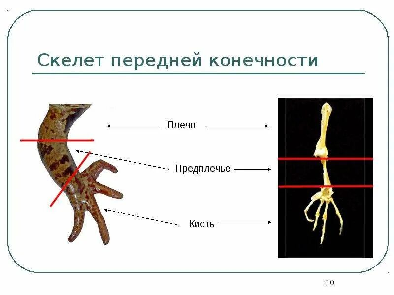 Кости передней конечности земноводных. Строение задней конечности лягушки. Строение конечностей земноводных. Скелет пояса задней конечности земноводных. Строение задних конечностей земноводных.