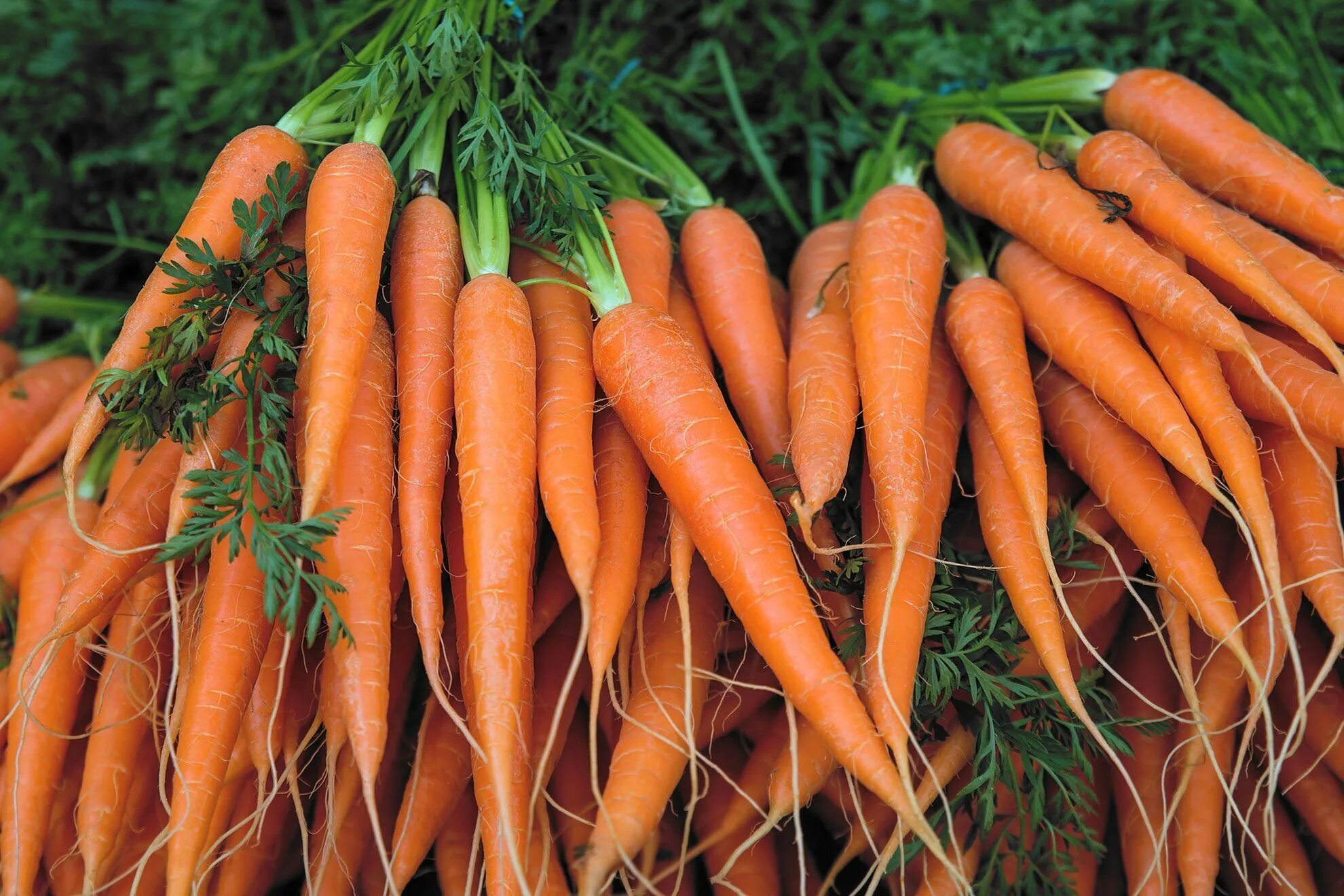 Любит ли морковь. Морковь. Морковь фото. Красивая морковь. Пучок морковки.