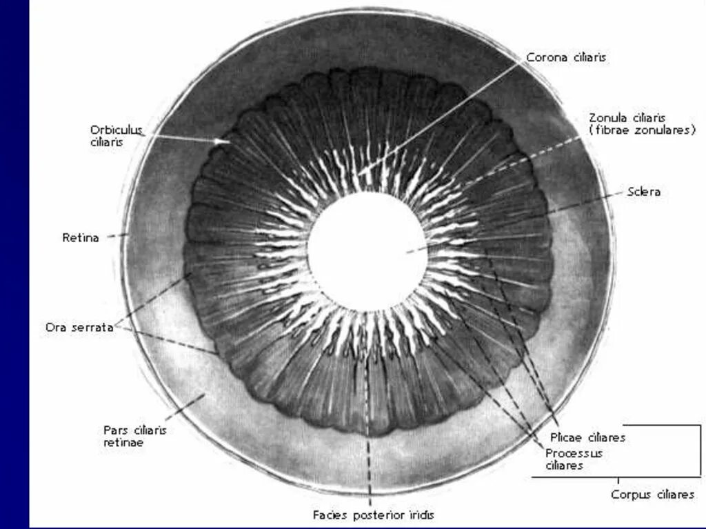 Строение глаза зрачок радужка. Строение глаза радужка оболочка. Радужная оболочка глаза строение. Радужка глаза строение анатомия.