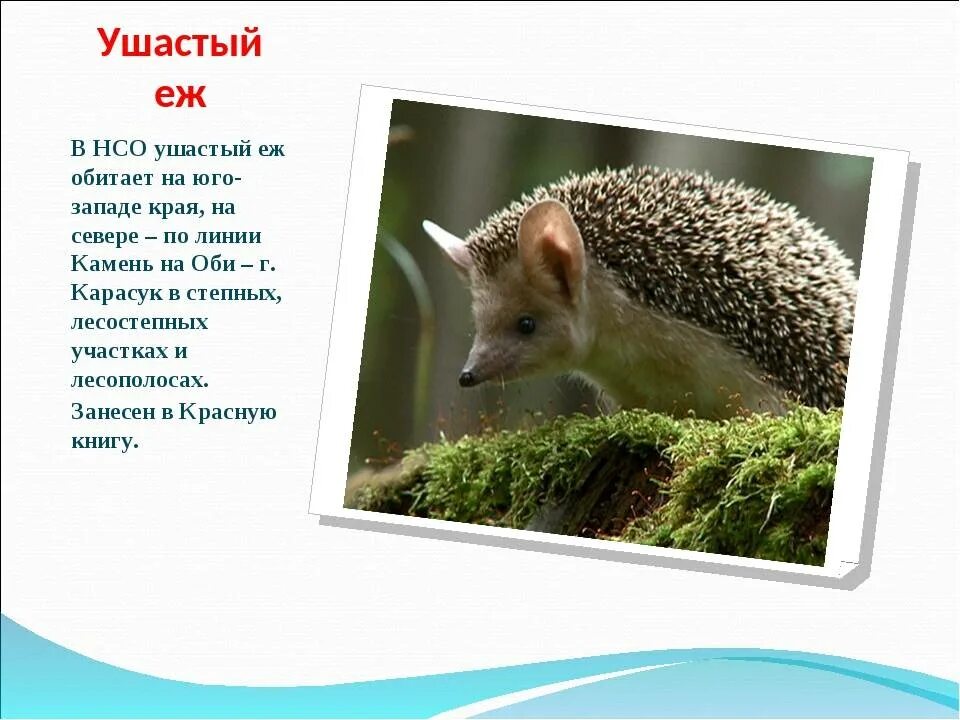 Почему еж ушастый. Ушастый еж новосибирская область. ушастый ёж обитает. ушастый ёж красная книга. животные красной книги новосибирской области.