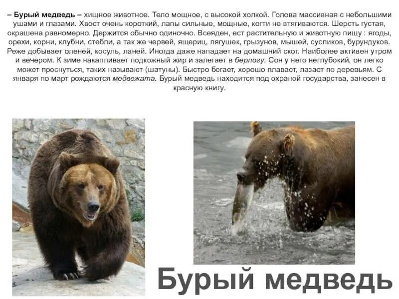 Содержание медведя