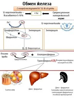 Функции обмена железа