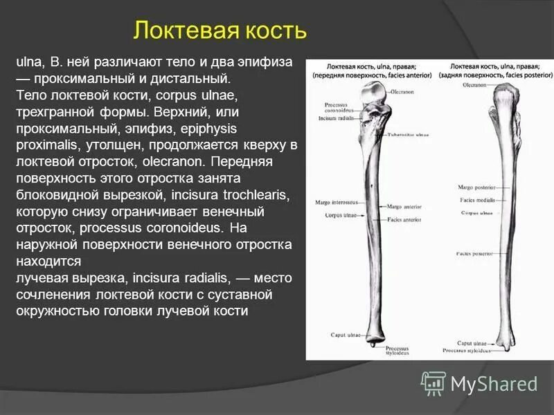Лучевая и локтевая кость. Строение костей предплечья. Локтевая и лучевая кость анатомия человека. Верхний конец локтевой кости. Локтевая кость функции.