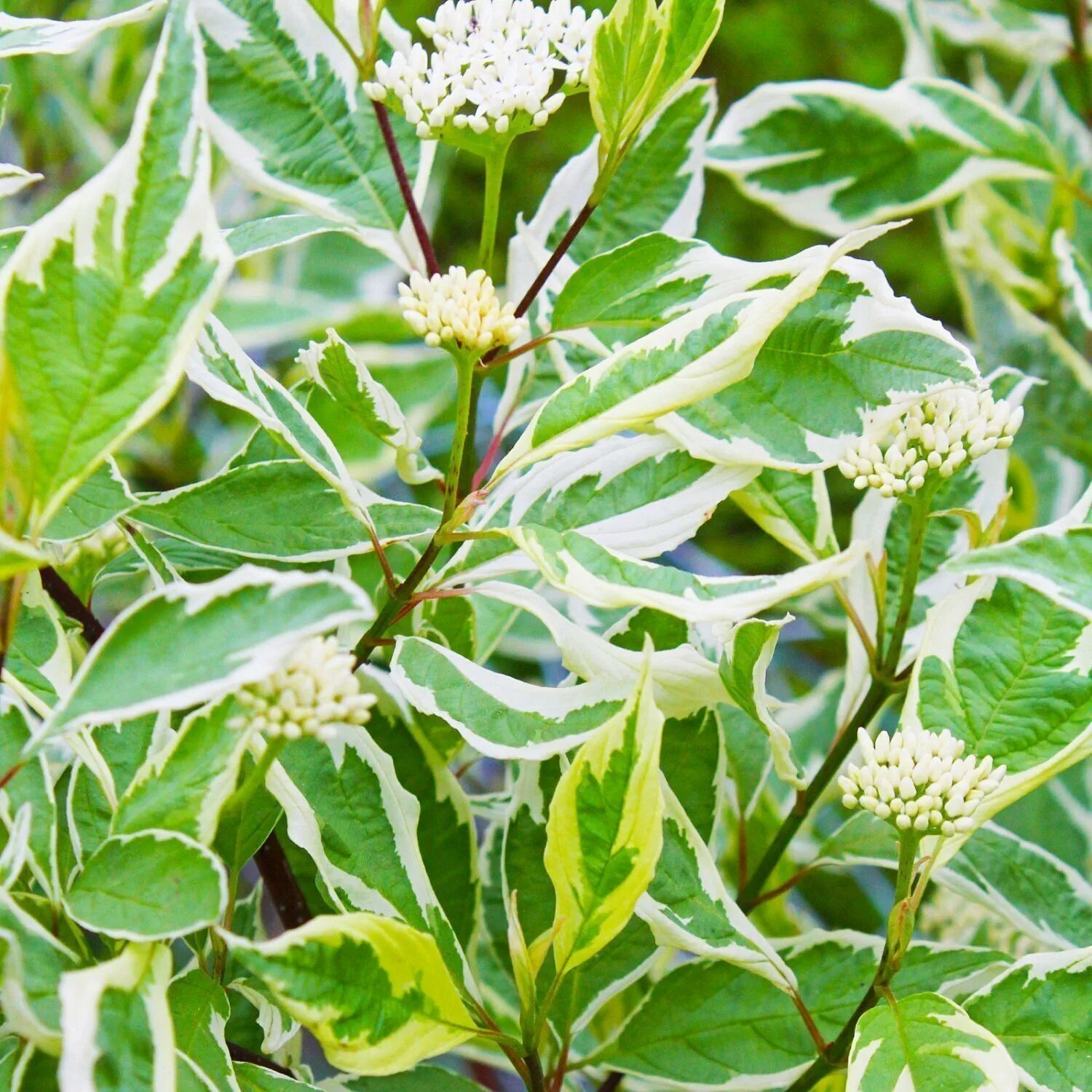 Дерен Элегантиссима. Дерен белый Cornus Alba elegantissima. Дерен белый Cornus Alba Argenteomarginata. Дерен Элегантиссима (Cornus Alba elegantissima). Дерен пестролистный купить