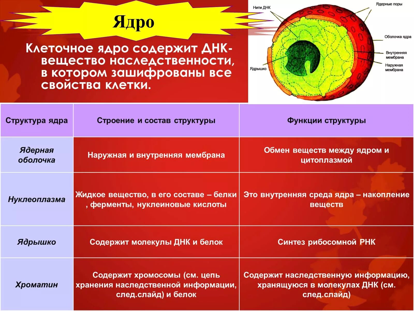 Строение клетки свойства функции. Строение клетки ядро строение. Ядро клетки строение и функции. Ядро ядрышко строение функции клетки таблица. Ядро и ядрышко строение и функции.