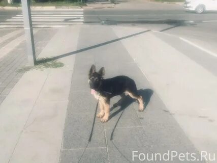 Новгород потеряшки