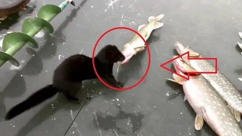Рыба есть видео