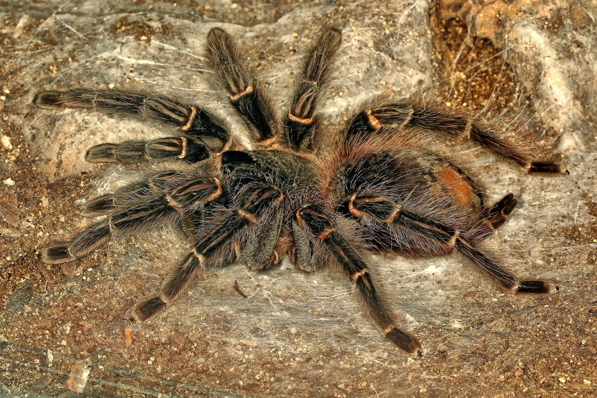 These are spiders