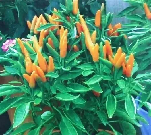 Hot orange. Hot orange