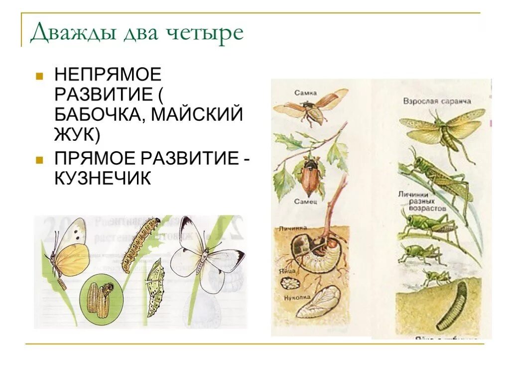 Тип развития кузнечика прямое или Непрямое. Майский Жук Тип развития прямое или Непрямое. Развитие кузнечика схема. Непрямое развитие.