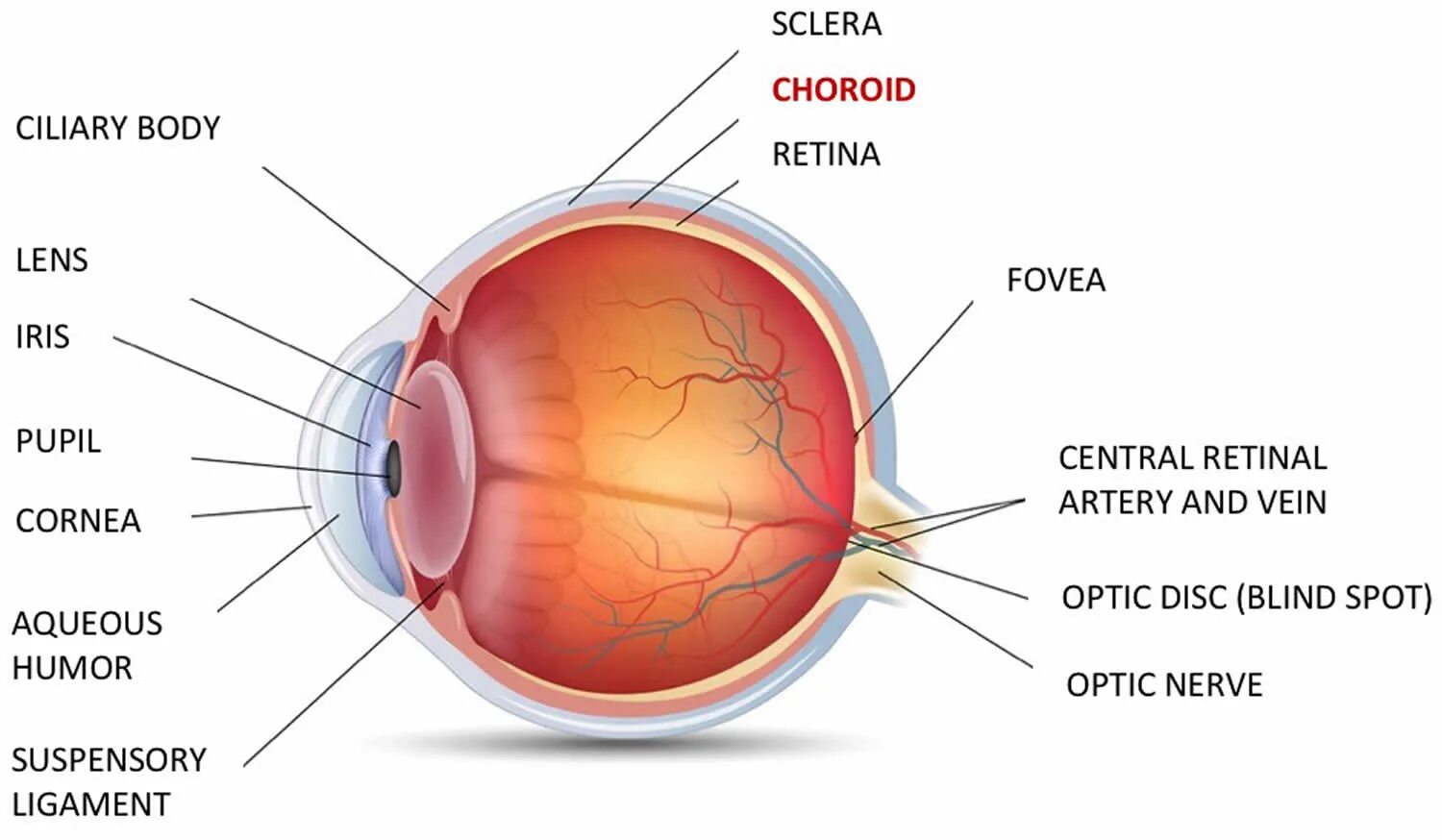 Сетчатка сосудистая оболочка склера. Склера глаза анатомия. Сосудистая оболочка глаза анатомия. Цилиарное тело глаза. Склера сетчатка слепое