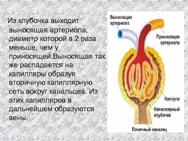 Выносящая артериола почки. Выносящая артериола. Артериолы клубочка почки. Диаметр приносящей и выносящей артериолы нефрона.