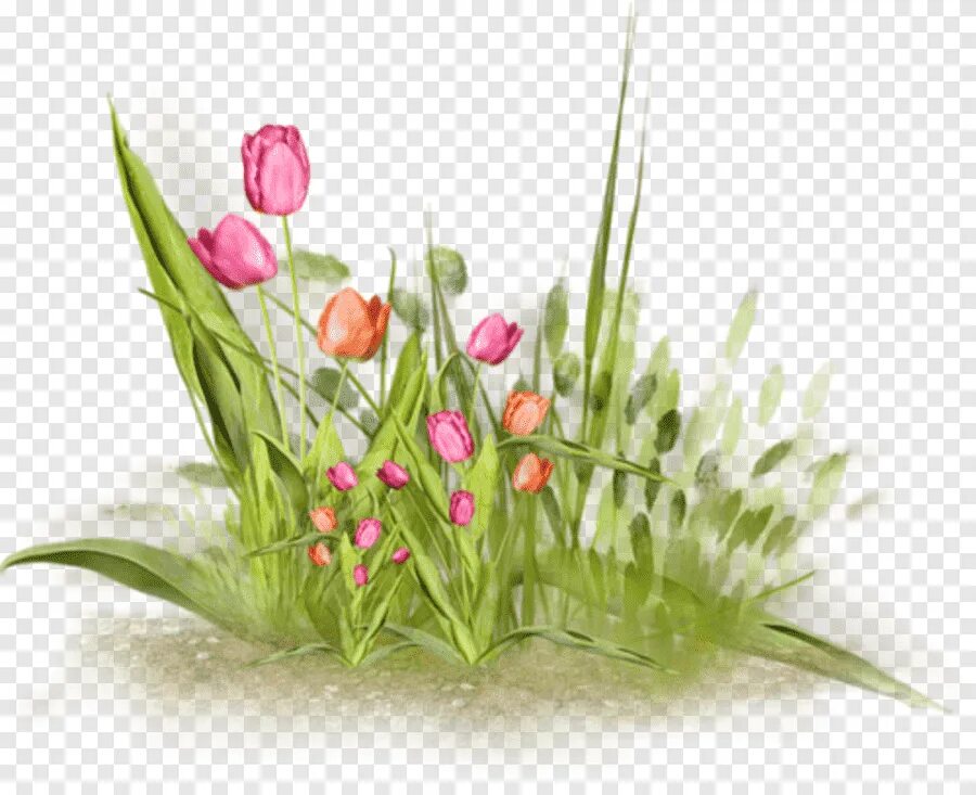 Весенние цветы на прозрачном фоне. Клипарт тюльпаны на прозрачном фоне. Весенний клипарт на прозрачном фоне. Весенние цветы на прозрачном фоне для фотошопа.