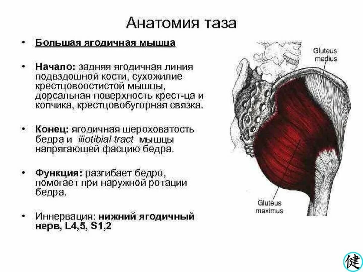Наибольшая ягодичная мышца на латинском. Наибольшая ягодичная мышца на латинском. Ягодичные мышцы анатомия строение. Наибольшая ягодичная мышца на латинском. Наибольшая ягодичная мышца на латинском.