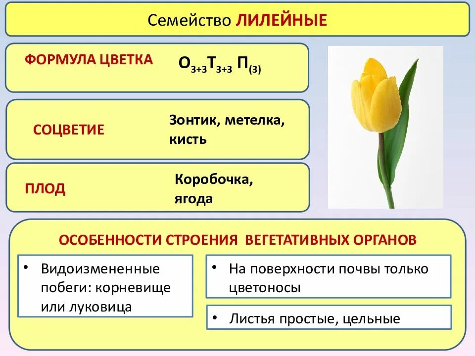 Какая формула цветка лилейных. Семейства цветковых растений формула цветка. Формула цветка семейства Лилейные таблица. Семейство Лилейные строение тюльпана. Формула однодольных растений семейства лилейных.