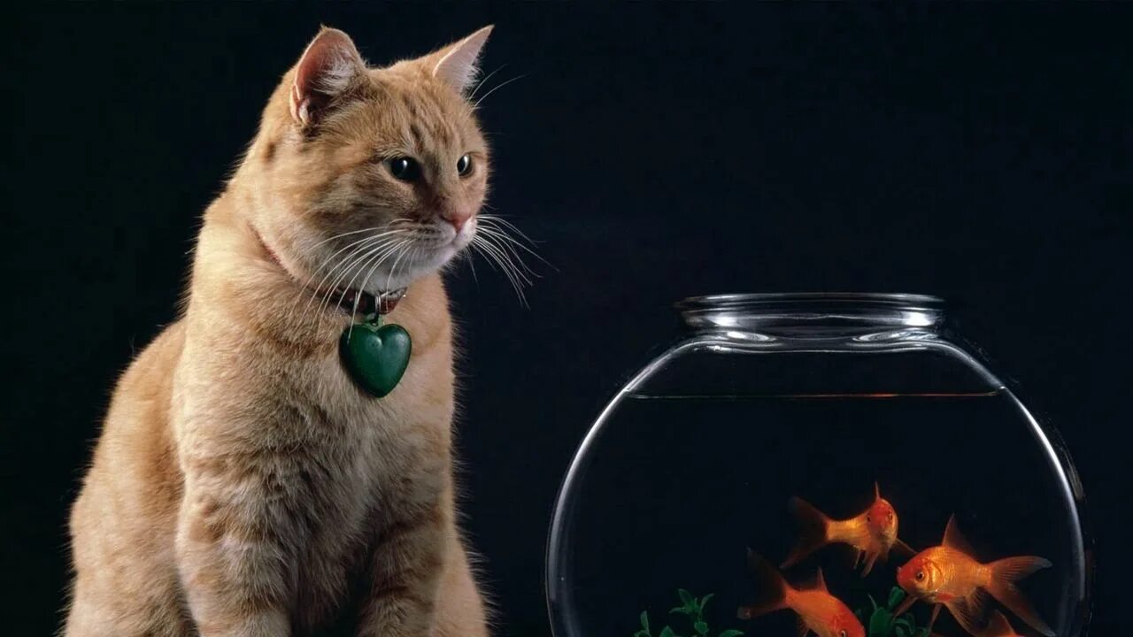 Кот и рыбка в аквариуме. Интерактивная рыбка для кошек. Рыбки для кошек в телефоне. Кот с игрушечной рыбой. Котенок и аквариум.