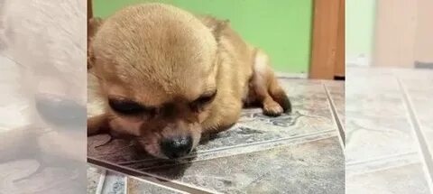 Собаки в узловой