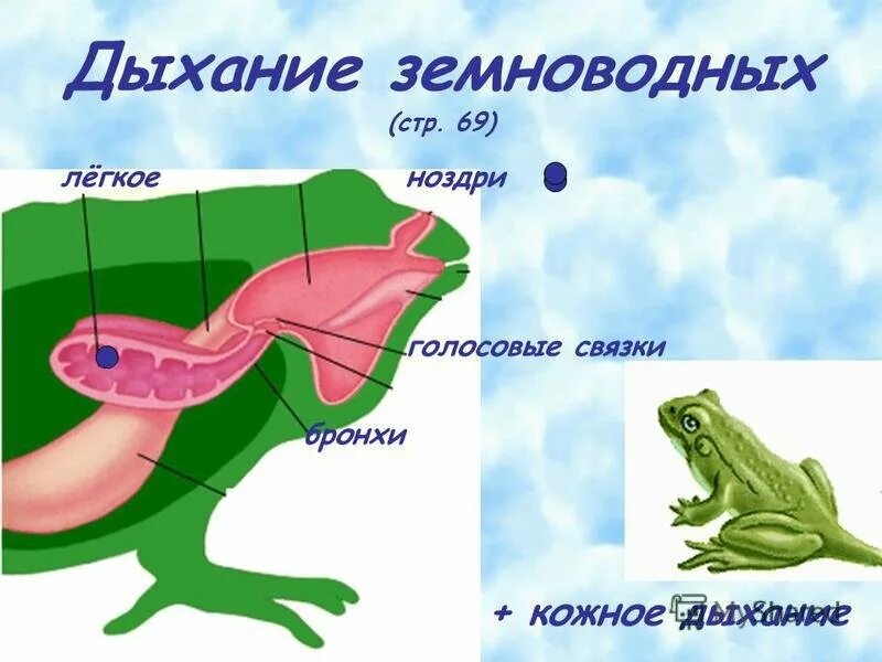 Дыхательная система амфибий. Дыхательная система система земноводных. Строение дыхательной системы земноводных. Класс земноводные органы дыхания. Функции дыхания у взрослых земноводных