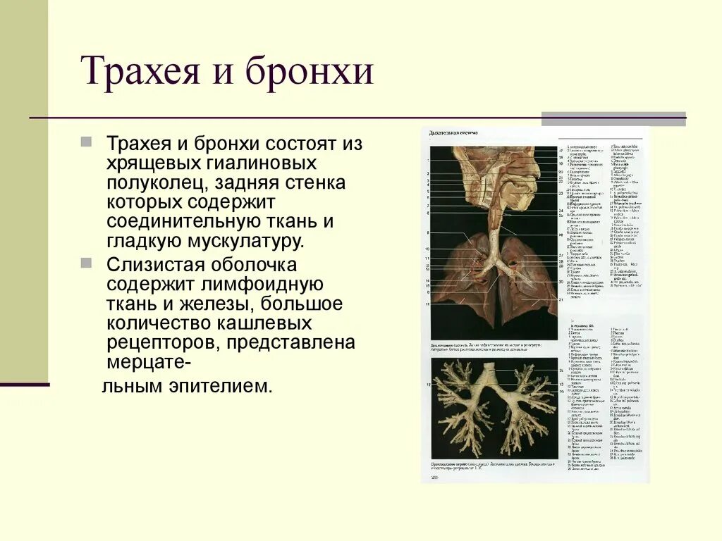 Структура состоящая из хрящевых полуколец. Бронхи состоят из хрящевых полуколец. дыхательная система патанатомия презентация. бронхи из хрящевых полуколец. трахея состоит из хрящевых гиалиновых полуколец в количестве.