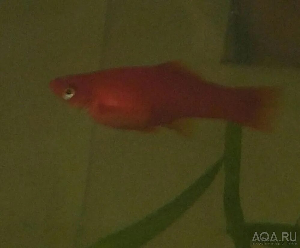 Мальки моллинезии. Беременная самка меченосца. Беременность меченосцев рыбок. Беременность меченосцев рыбок. Беременная самка меченосца.