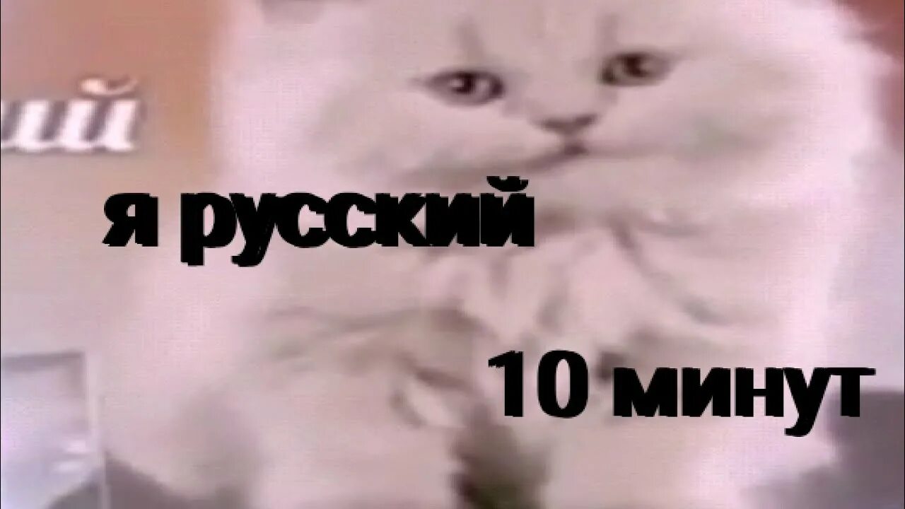 Коты 10 часов. Я русский кот. Я русский Мем с котом. Я русский котенок. Кот с надписью я русский.