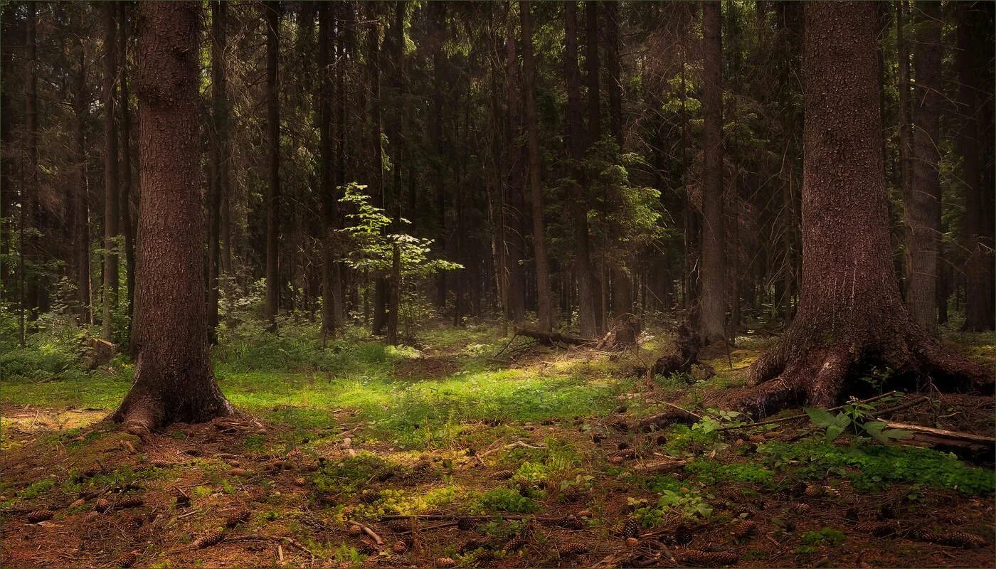 Дремучий лес. Дремучий лес карамзина. лес лес лесной лесной. дремучий бор. дремучий хвойный лес.