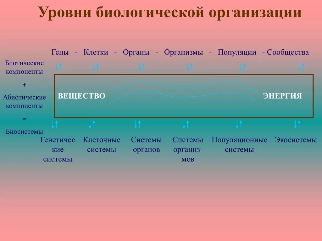 Презентации уровни организации. Уровни биологической организации. Уровни био организации. 12 Уровней биологической организации. Уровни организации биология.