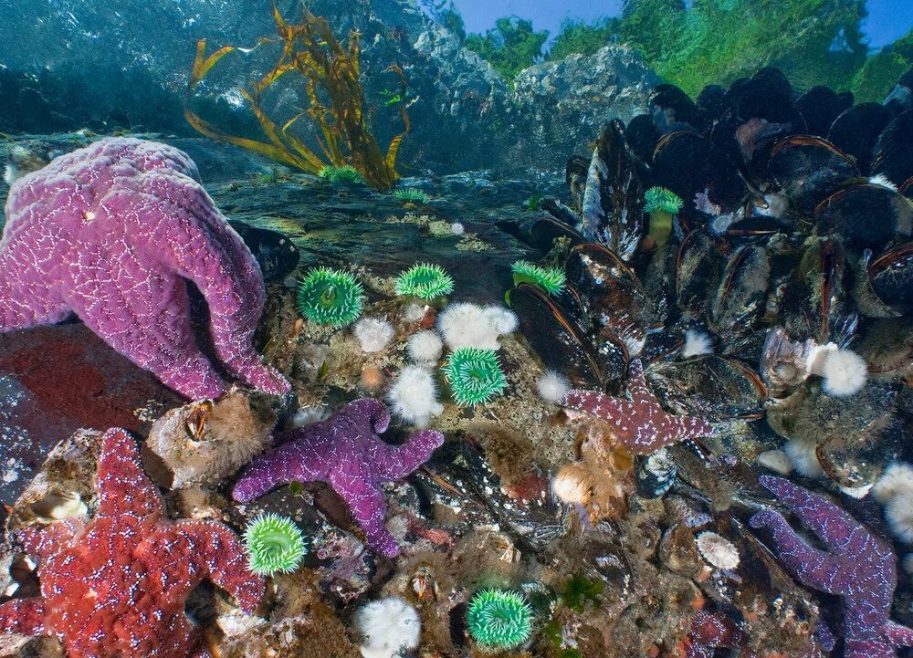 Океан изучен на 5. Подводный мир Баренцева моря. Морские глубины. Обитатели Баренцева моря.