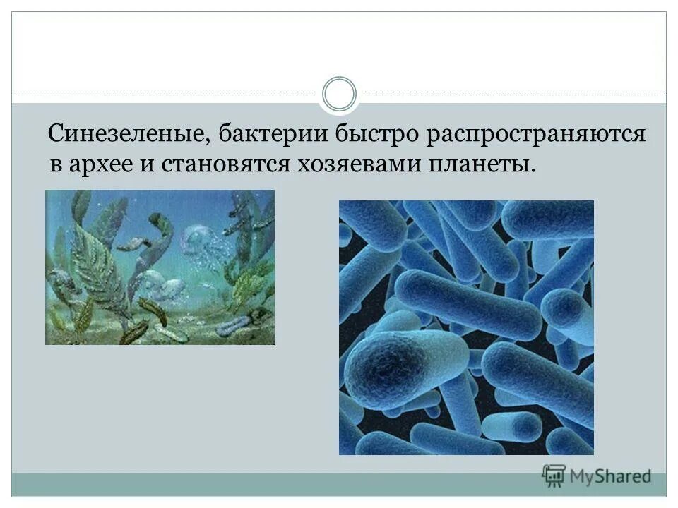 быстро и бактерии. разные бактерии. микроробы под микроскопом. быстро и бактерии. вирусы бактерии микробы.