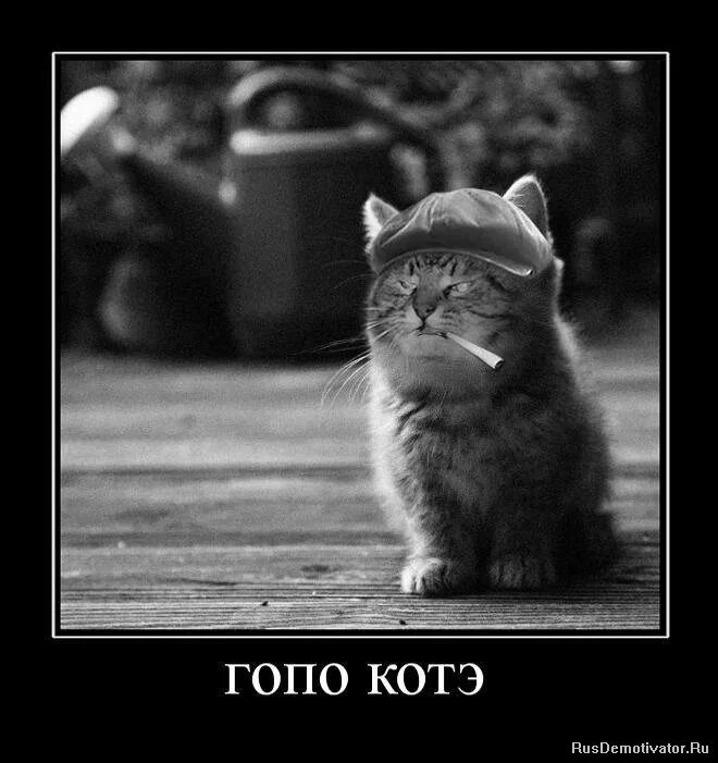 котэ приколы. кот демотиватор. демотиваторы с котами смешные. демотиваторы кошки. котэ демотиваторы.