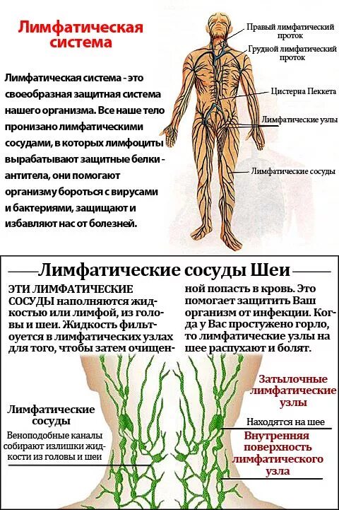 Движение лимфы 8 класс кратко. Лимфатическая система человека схема движения лимфы. строение структур лимфатической системы. лимфатическая система застой лимфы. схема лимфатических сосудов.