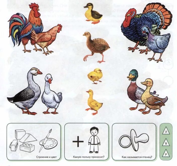 Карточки с изображением домашних птиц. Карточки с изображением домашних птиц. Домашние птицы. Домашние птицы. Домашние птицы (гусь, утка, индюк).