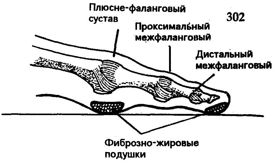 Смещение сустава стопы. Проксимальный межфаланговый сустав 1 пальца стопы. пястно-фаланговый сустав большого пальца стопы. плюснефаланговый сустав стопы анатомия. проксимальный и дистальный суставы.