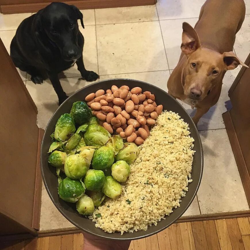 Что можно собакам из еды